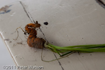 Australia - Chris and Claire