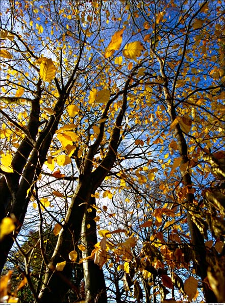 26 - black trunks and yellow leaves