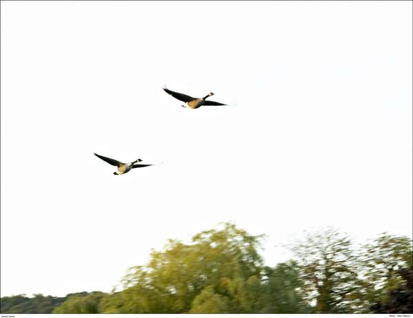 CRW_0301-3 Sunset Geese