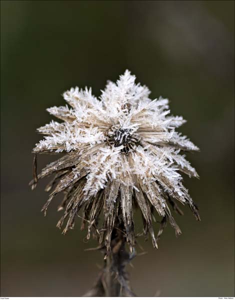CRW_0974 Frost Flower