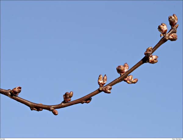 CRW_1532-1 Plum Buds