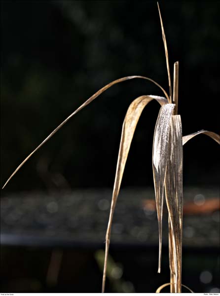 CRW_1546 Frost on the Grass
