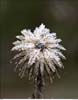 CRW_0974 Frost Flower