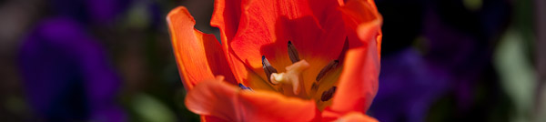 One of Vicki's lovely plantings, pansies under tulips